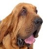 Hundekrankenversicherung für Bloodhound