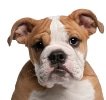 Hundekrankenversicherung für englische Bulldogge