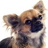 Hundekrankenversicherung für chihuahua 