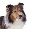 Hundekrankenversicherung für Collie