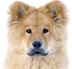 Hundekrankenversicherung für Eurasier