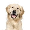 Hundekrankenversicherung für Golden Retriever