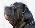 Hundekrankenversicherung für Mastino-napoletano