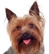 Hundekrankenversicherung für  yorkshire Terrier