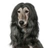 Hundekrankenversicherung für Windhund