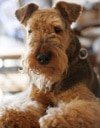 Hundekrankenversicherung für Airedale Terrier