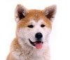 Hundekrankenversicherung für Akita