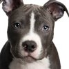 Hundekrankenversicherung für american-staffordshire