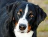 Hundekrankenversicherung für appenzeller sennenhund
