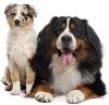 Hundekrankenversicherung für Australian Shepherd
