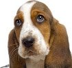 Hundekrankenversicherung für Basset