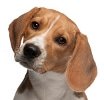 Hundekrankenversicherung für Beagle