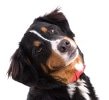 Hundekrankenversicherung für Sennenhund