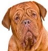 Hundekrankenversicherung für Bordeaux Dogge