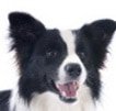 Hundekrankenversicherung für Border Collie