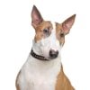Hundekrankenversicherung für Bullterrier