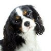 Hundekrankenversicherung für Cavalier King Charles Spaniel