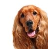 Hundekrankenversicherung für cocker spaniel