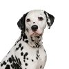 Hundekrankenversicherung für dalmatiner
