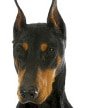 Hundekrankenversicherung für doberman