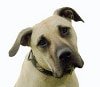 Hundekrankenversicherung für dogo canario