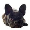 Hundekrankenversicherung für französische Bulldogge