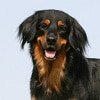 Hundekrankenversicherung für Hovawart