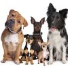 Hundekrankenversicherung Quickfinder