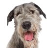 Hundekrankenversicherung für Irischer Wolfshund