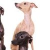 Hundekrankenversicherung für italienisches Windspiel