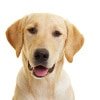 Hundekrankenversicherung für labrador