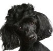 Hundekrankenversicherung für Pudel