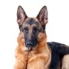 Hundekrankenversicherung für Schäferhund