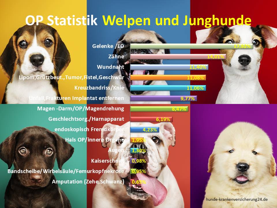 Krankheiten Statistik für Welpen und Junghunde