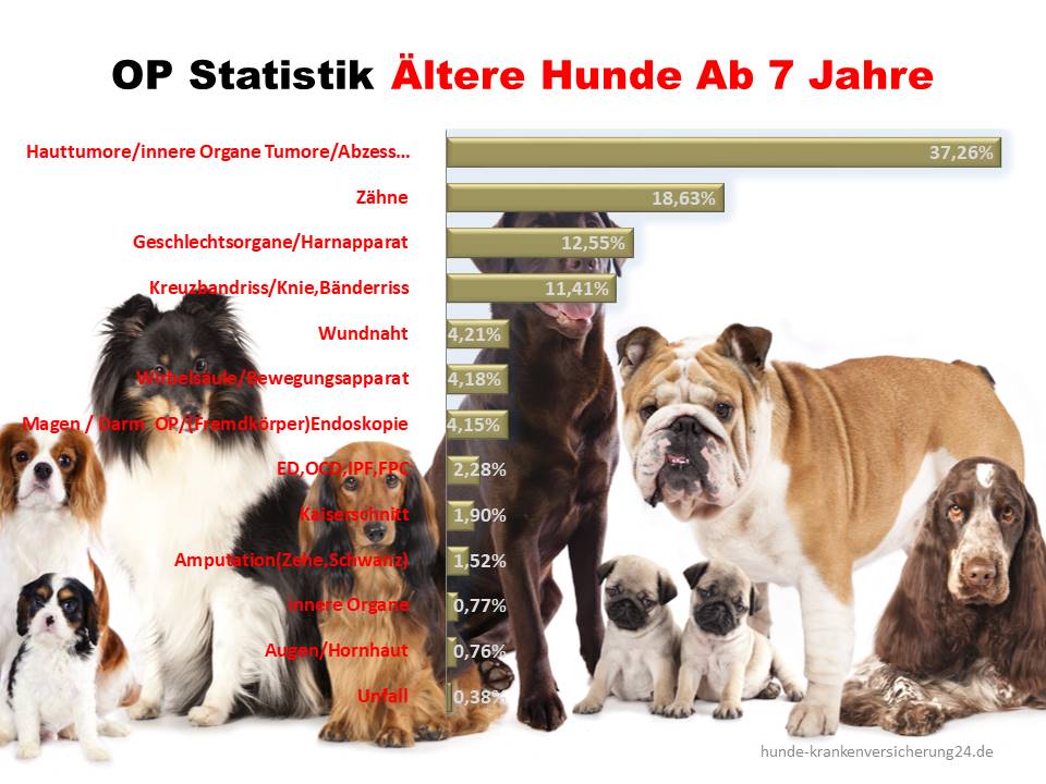 Statistik über Krankheiten bei älteren Hunden