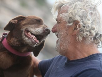 Hundekrankenversicherung ältere Hunde