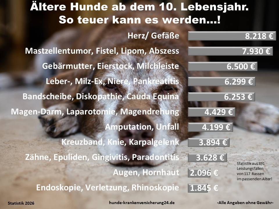 Hundekrankenversicherung für ältere Hunde mit Tierarztkosten Statistik