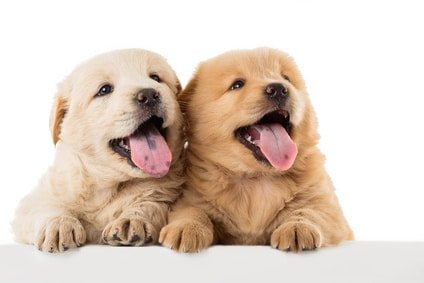 Hundekrankenversicherung für Welpen