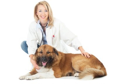 Hundekrankenversicherung mit Op Schutz