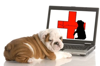Hundekrankenversicherung Preisvergleich