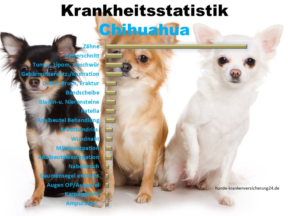 Die häufigsten Chihuahua Krankheiten