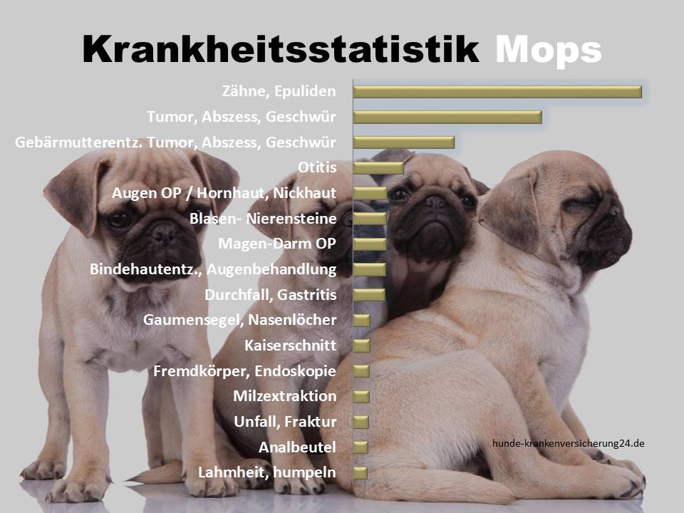 Die häufigsten Mops Krankheiten Hundekrankenversicherung 24