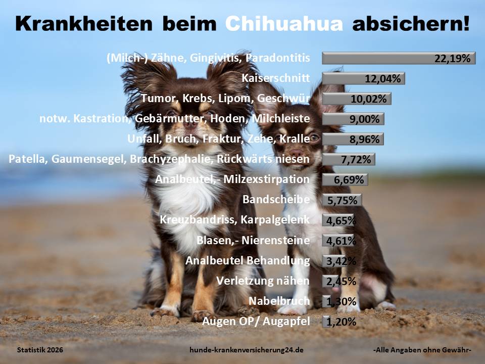 Hundekrankenversicherung für Chihuahua Krankheiten und Tierarztkosten