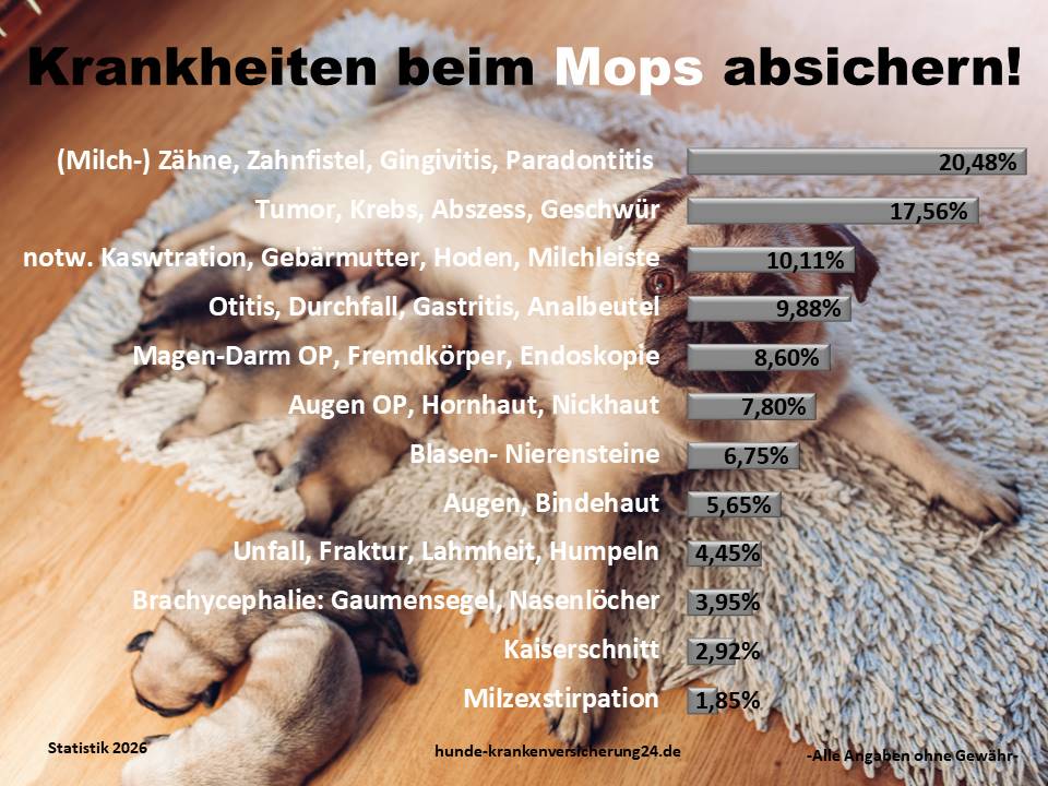 Hundekrankenversicherung für Mops Krankheiten und Tierarztkosten