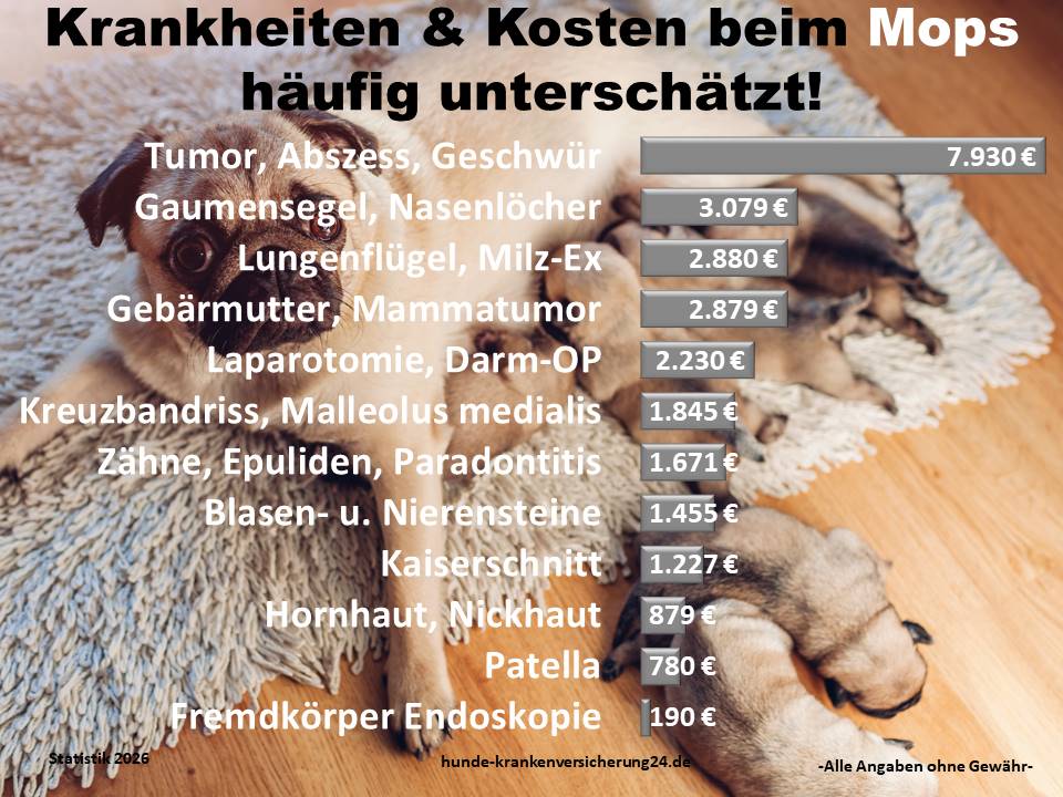 Hundekrankenversicherung für Mops Krankheiten und Tierarztkosten