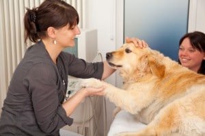 Hundekrankenversicherung Test