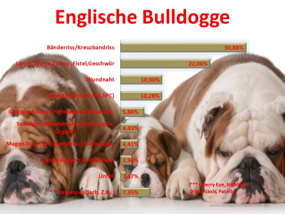 Old English Bulldog Typische Krankheiten