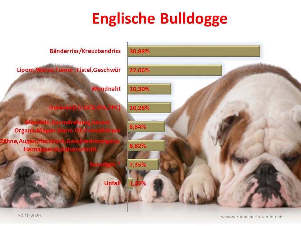 Französische Bulldogge: die häufigsten Krankheiten