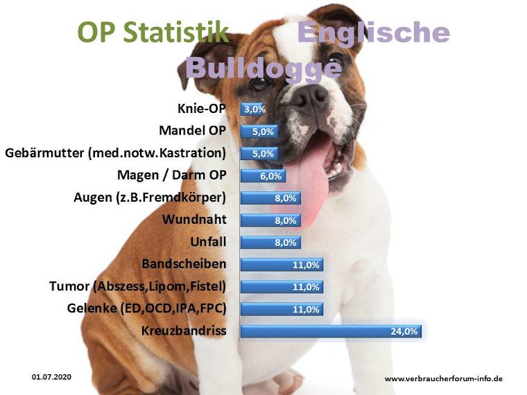 Hundekrankenversicherung für englische Bulldogge
