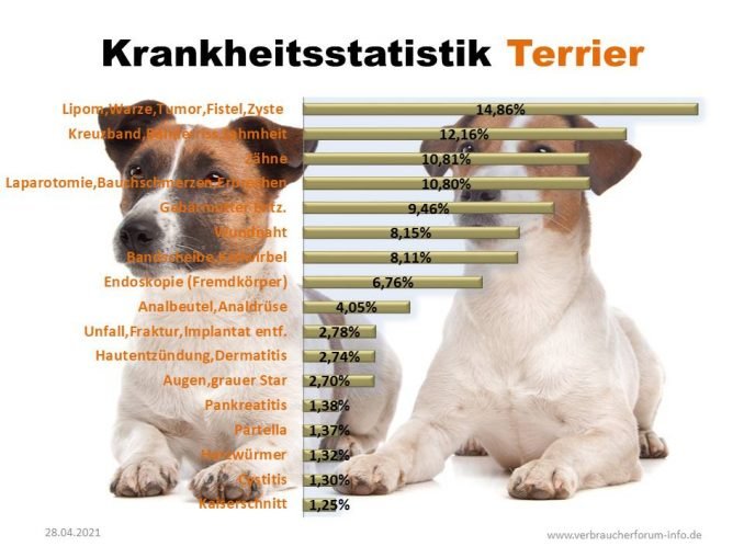 Hundekrankenversicherung für Jack Russell Terrier